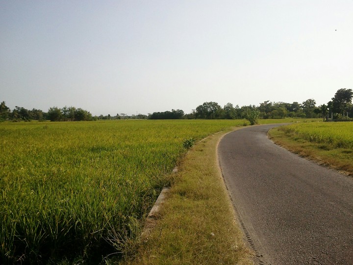 paddy field