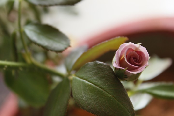rose