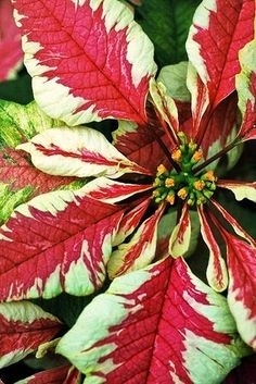 poinsettia