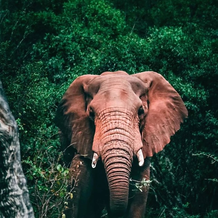 Elephants