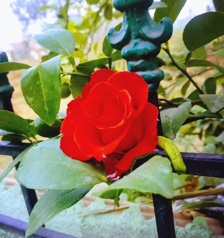 rose