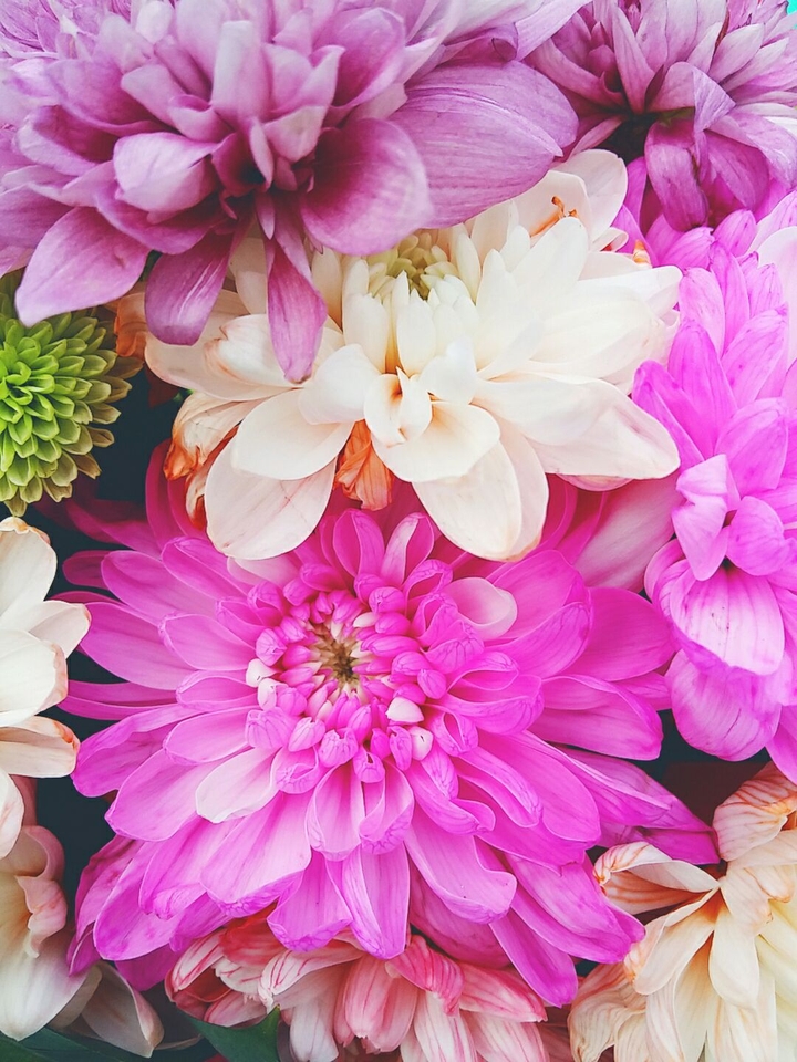 pink flowers