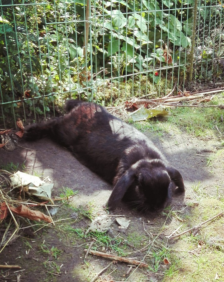 Bunny
