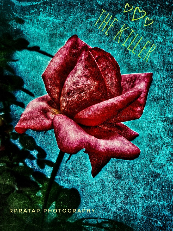 red rose  the killer