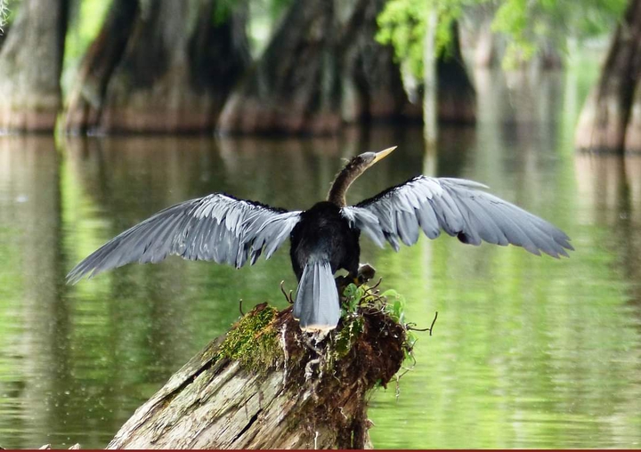 I Love Bird