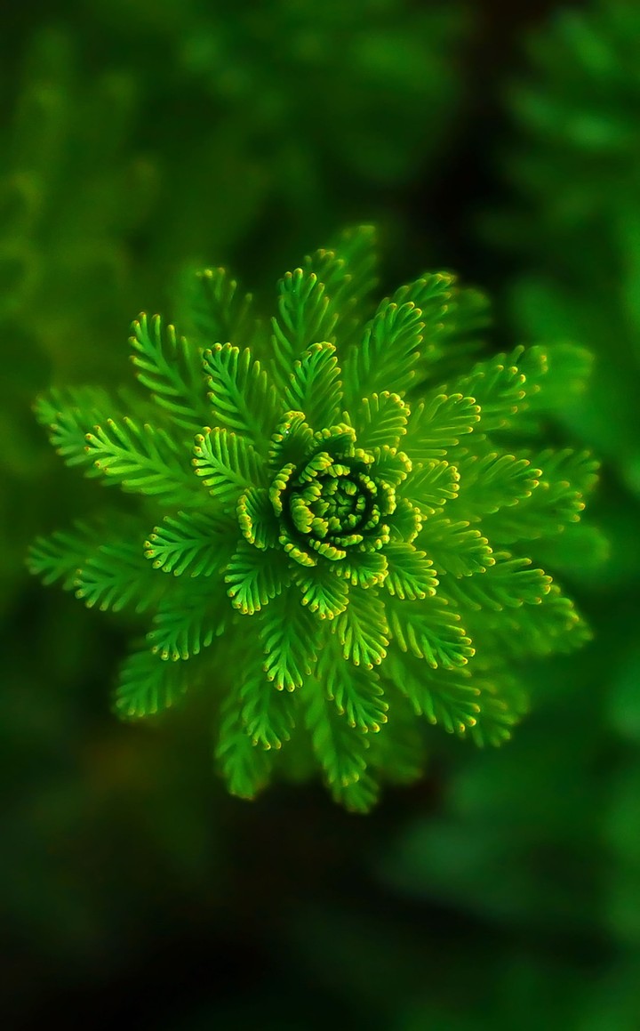 plant