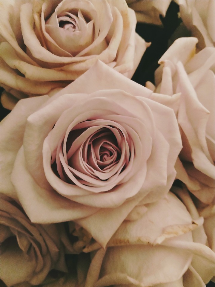 pretty rose