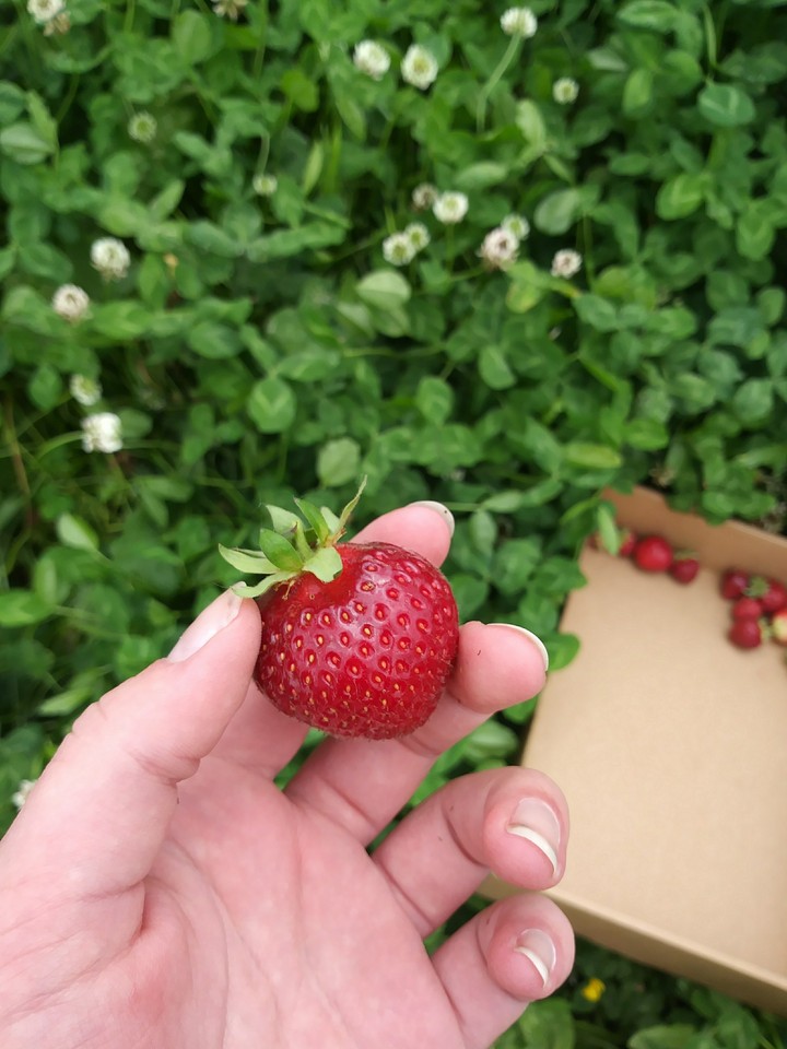strawberries