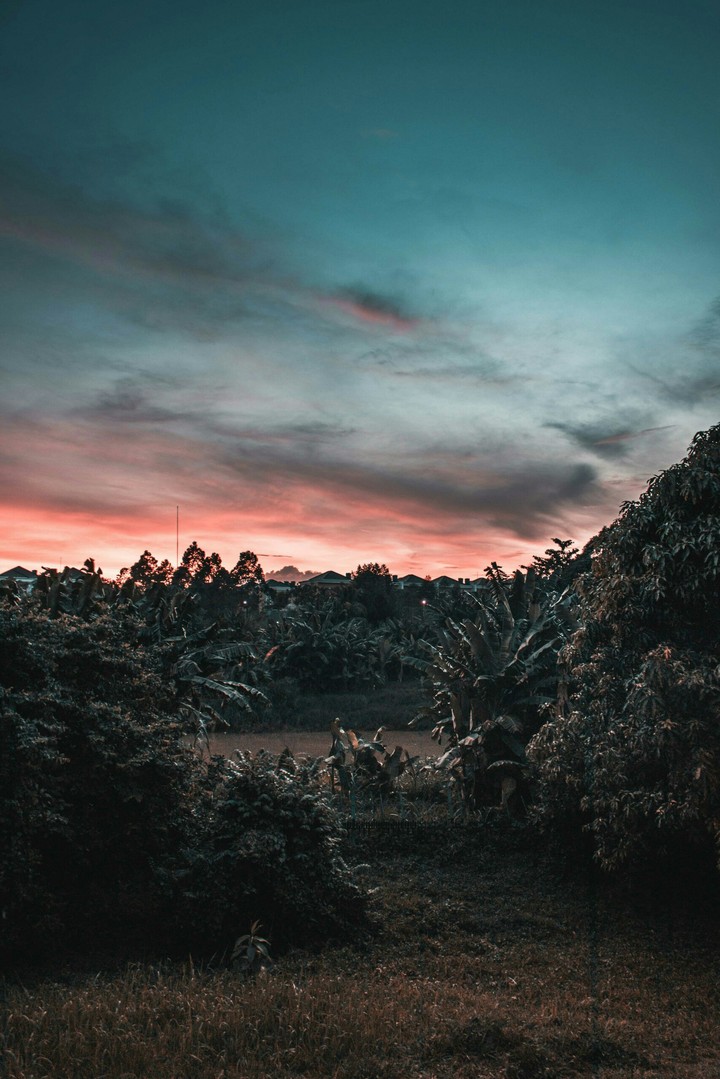 forest surrounded by trees