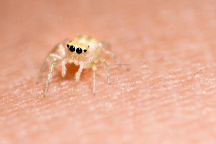 Cute jumping spider  in indoor garden