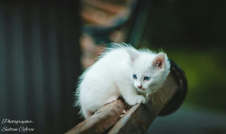 blue on white