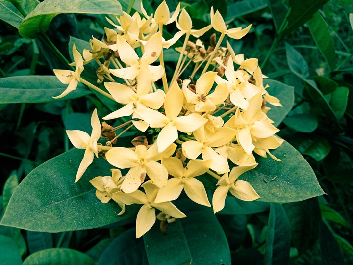 Flower