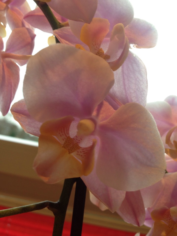 Orchidee
