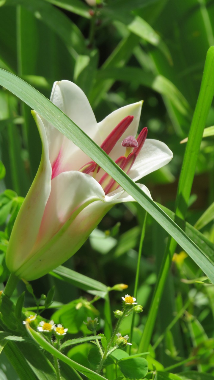 lily