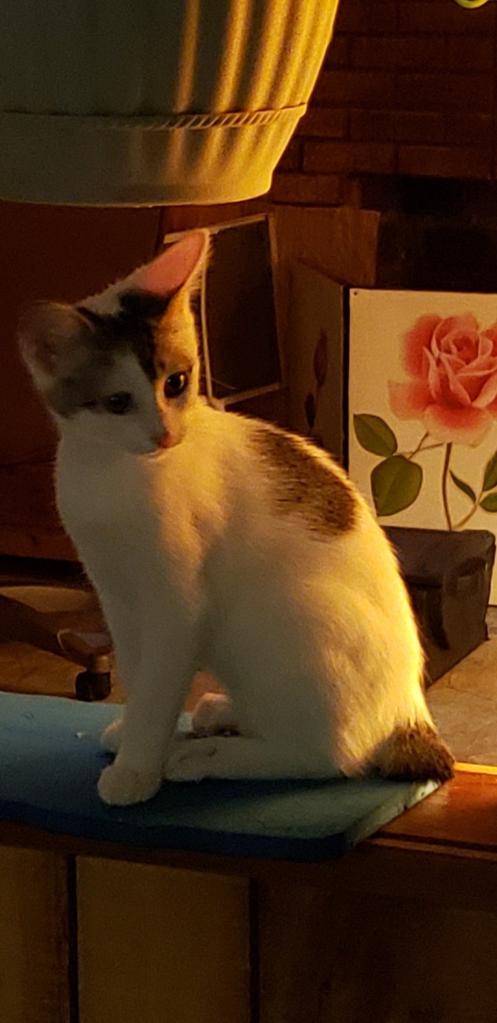 2Spot looking cute.