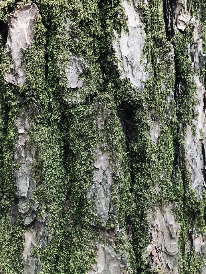 Trees