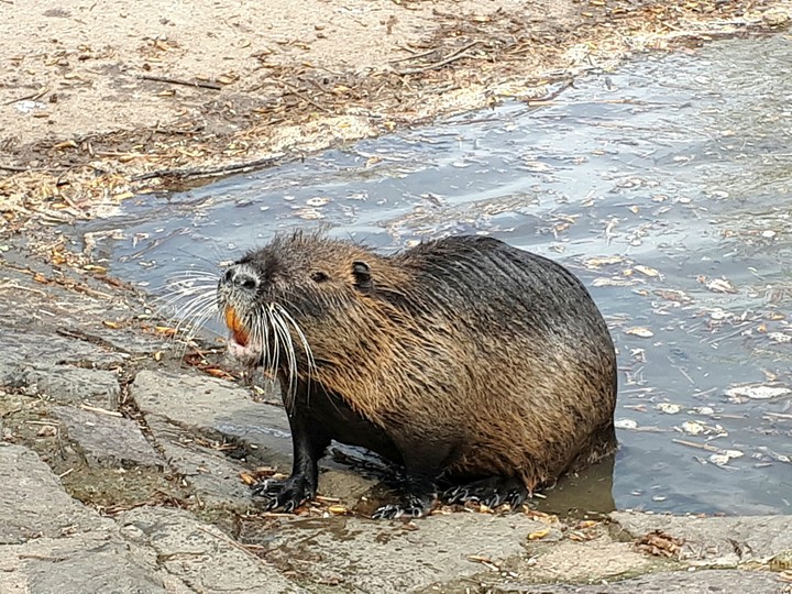 nutria
