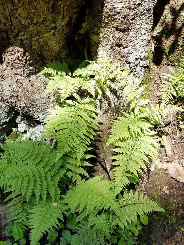 leaves