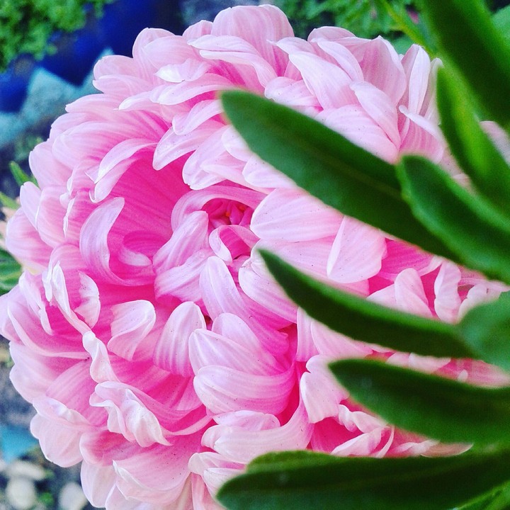 #flowers #flower #InstaTags4Likes #petal