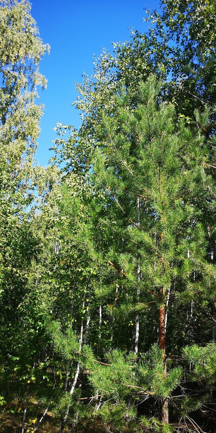 Лес