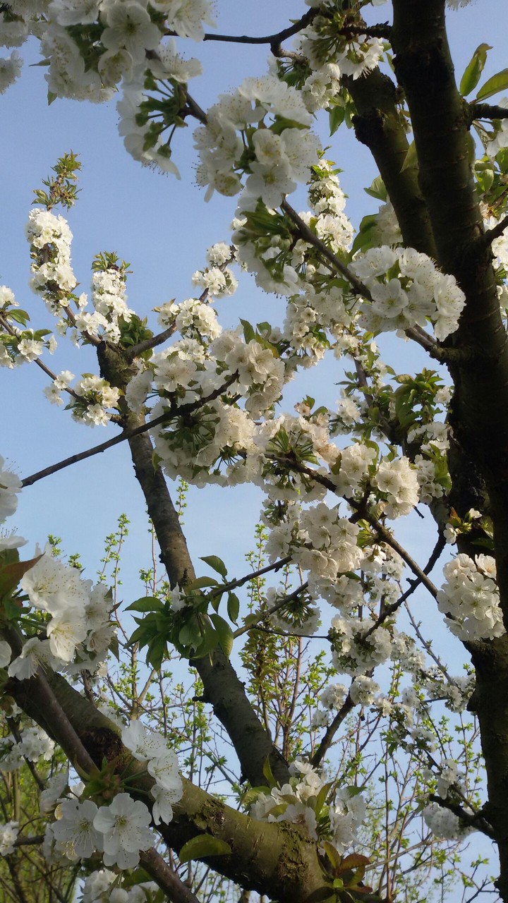 albero fiorito