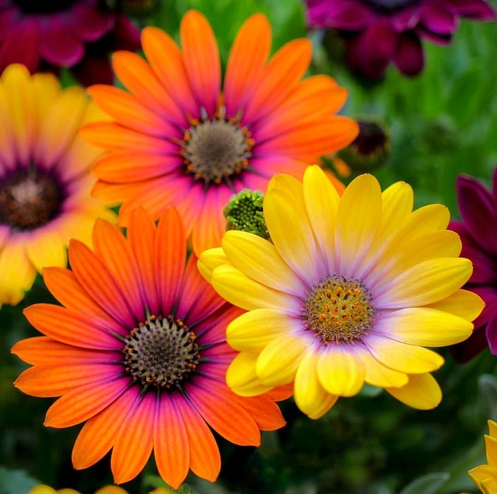 osteospermum