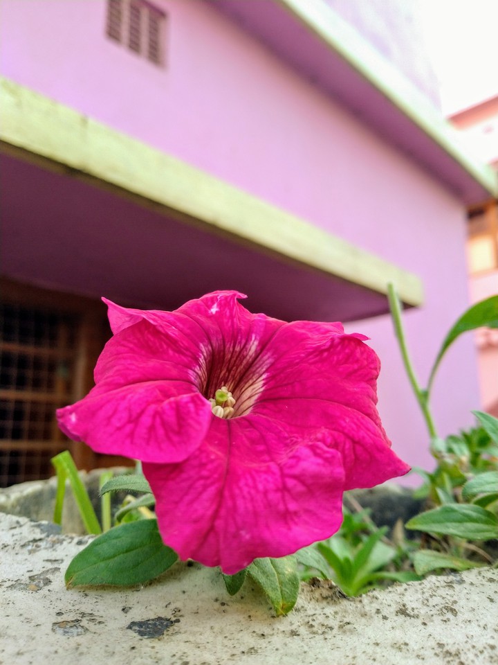 pituniya