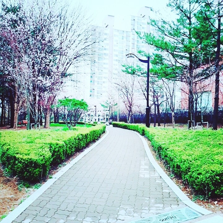 벚꽃
