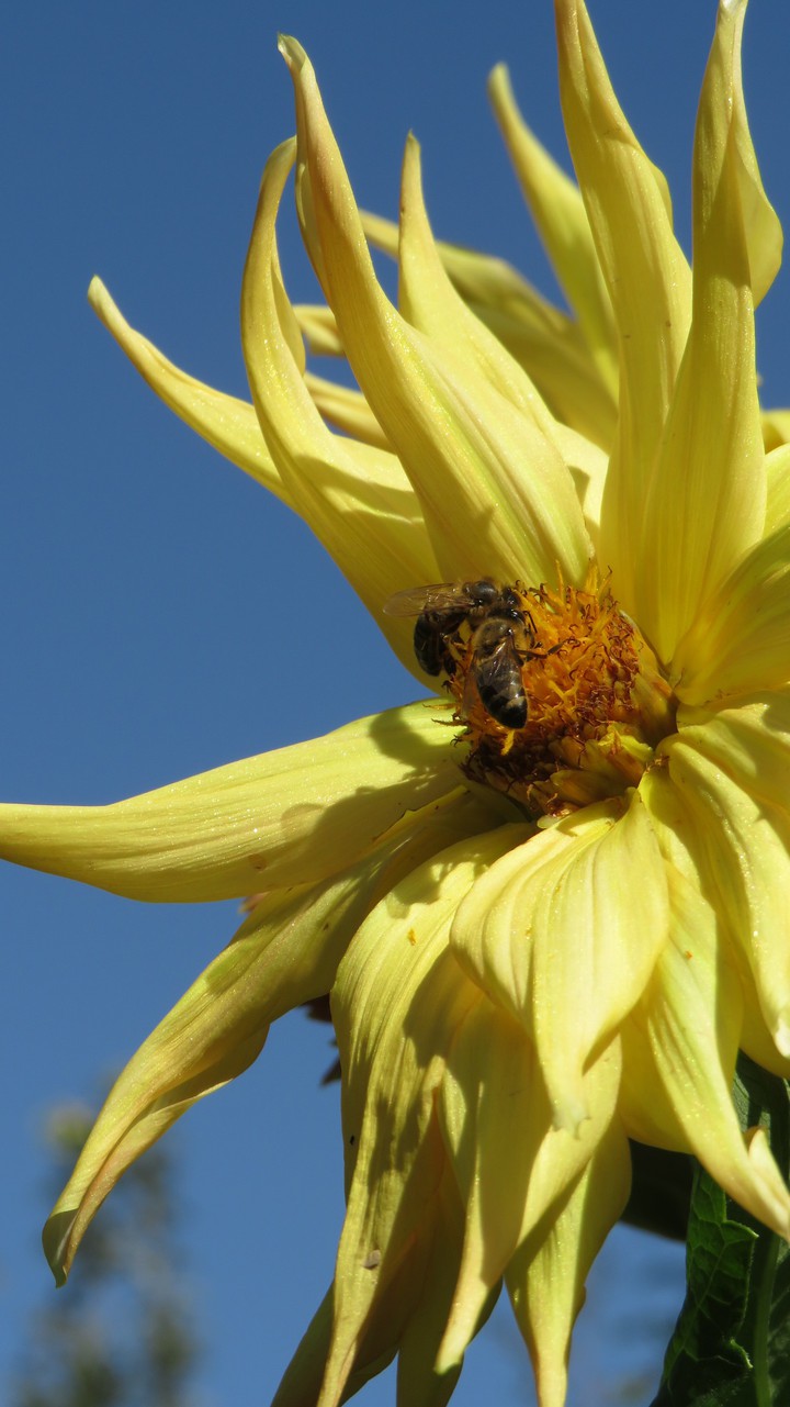 flowers&bee