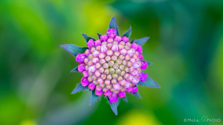 Grass flower