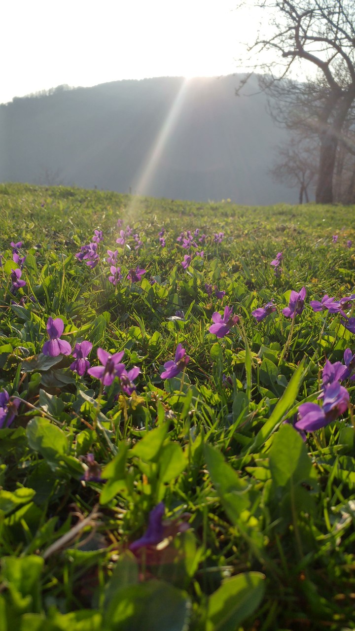 violet flowers