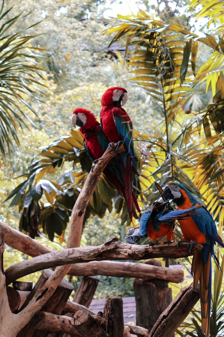 Red ..Maccau...
