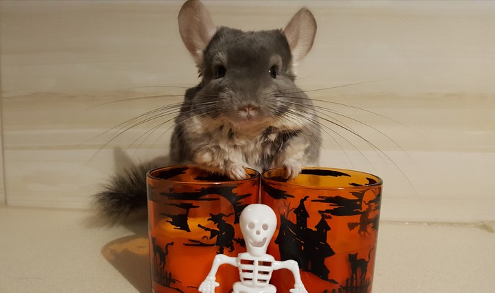 Stefan szynszyla chinchilla