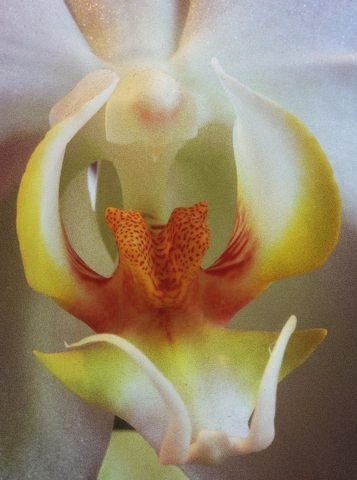 orchidées  3