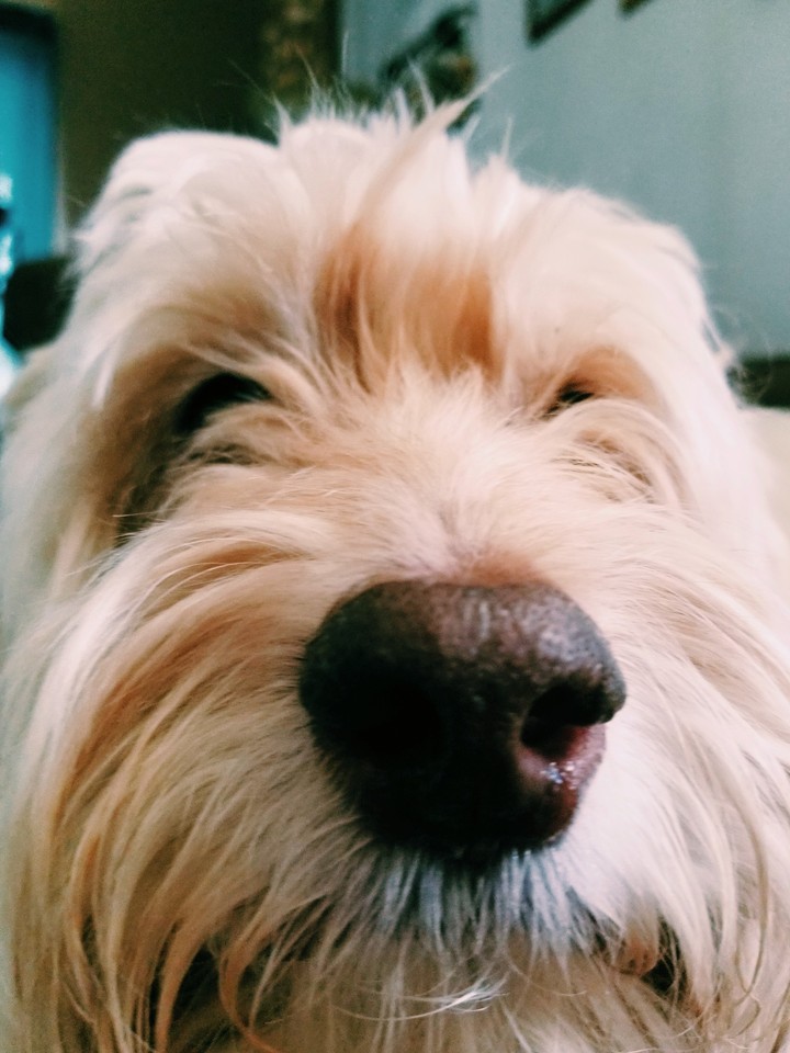 my puppy