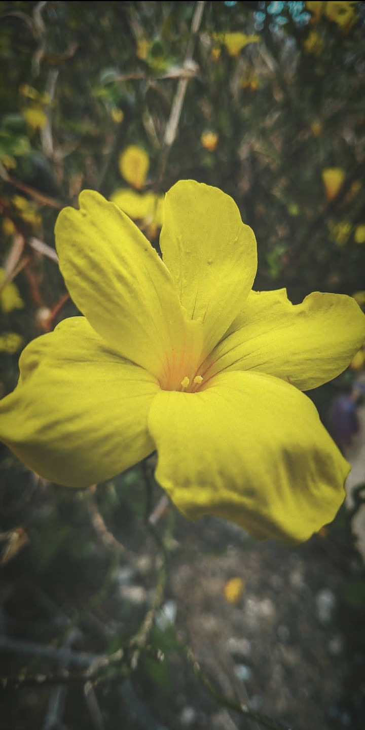 Lady in Yellow!