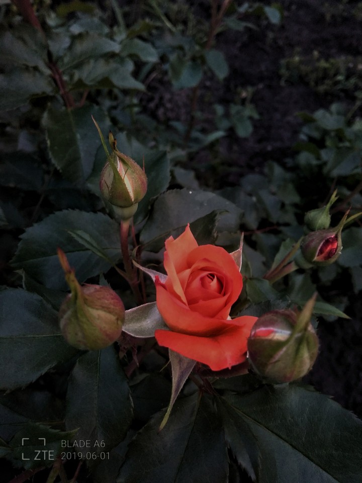 Rose