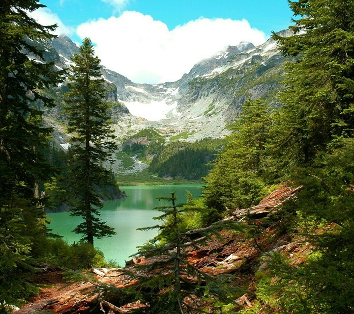 Forêt