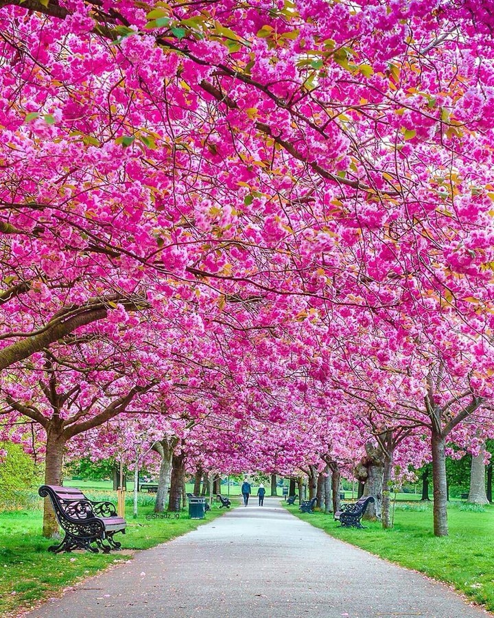 Cherry blossom