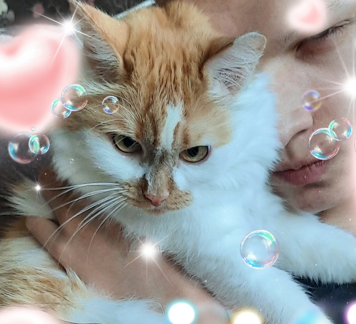 котенок