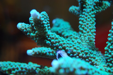Science, cnidaria duvar kağıtları