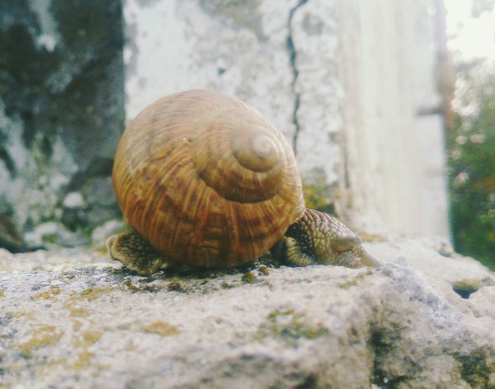 Snail