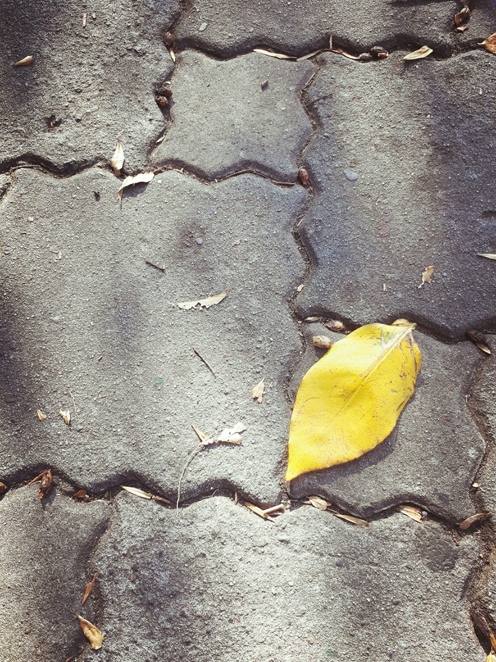 bricks and leaf