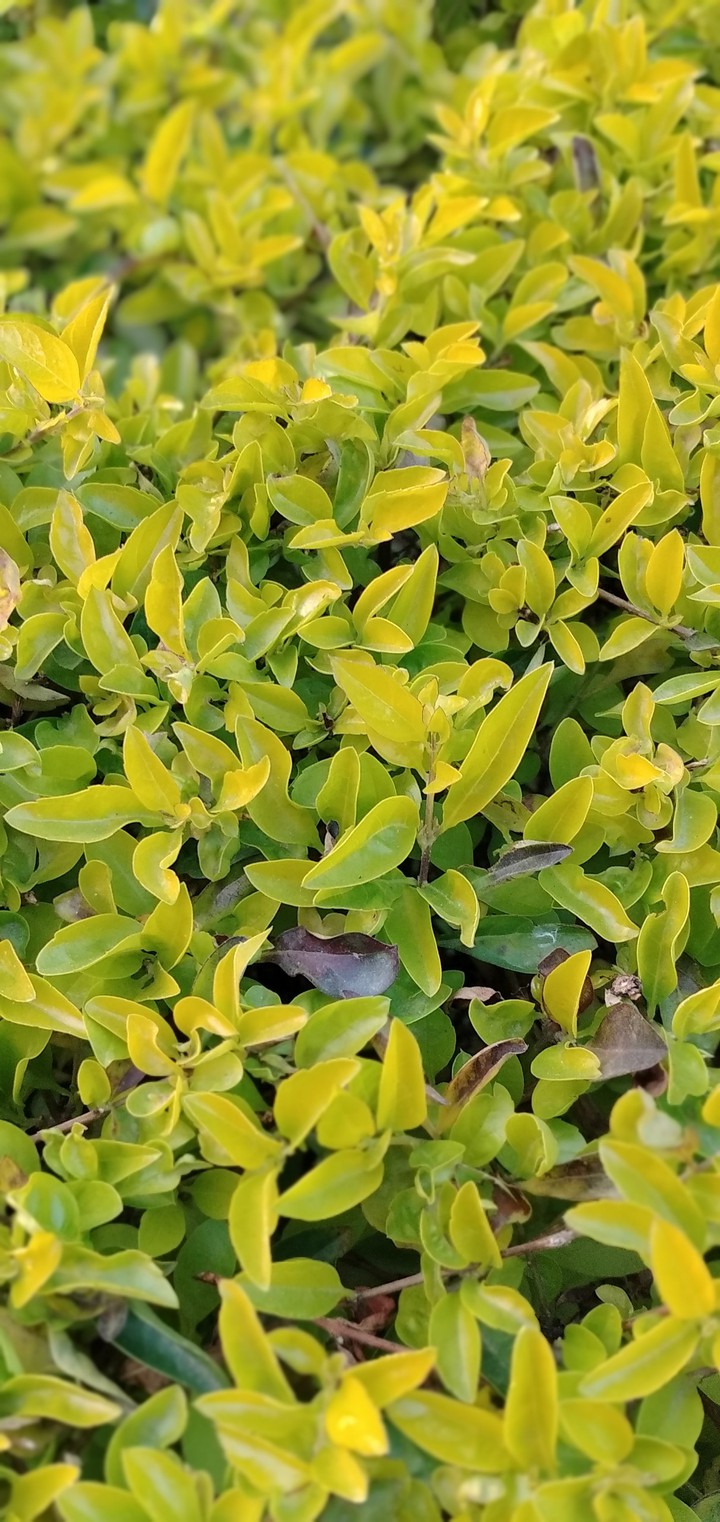 Greenery
