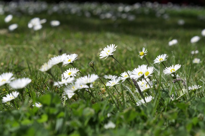 daisy