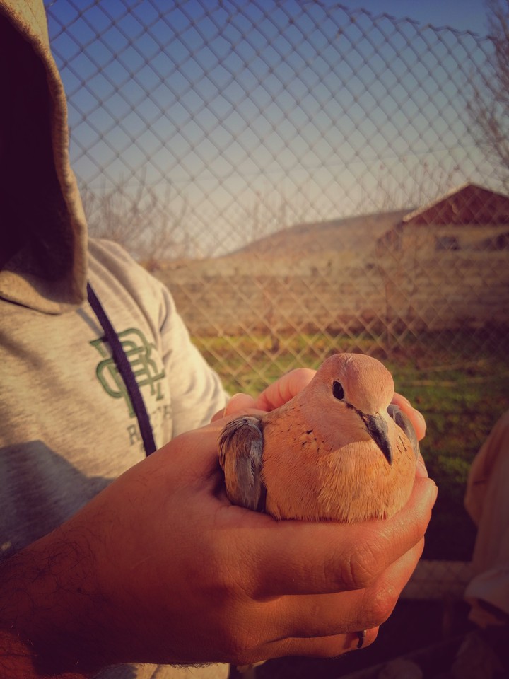 Little wild bird
