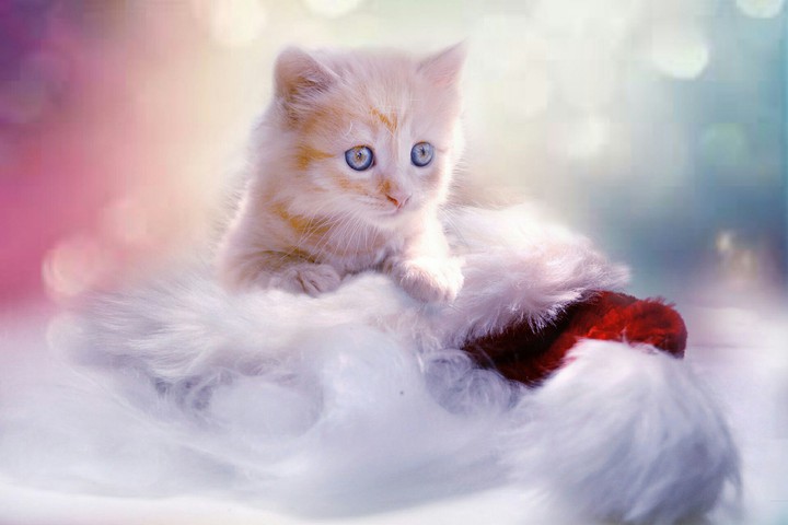 cute cat