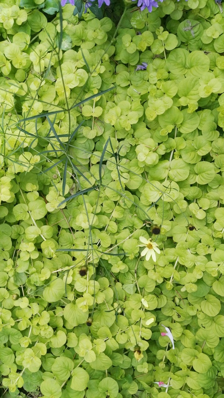 Planta