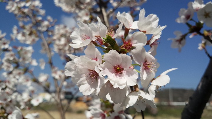 春 桜