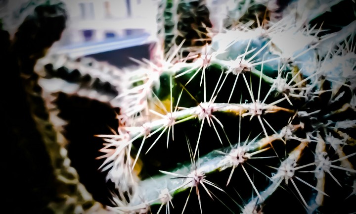 cactus